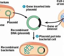 Image result for Human Cloning Diagram