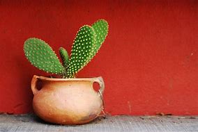 Image result for Arizona Cactus SVG