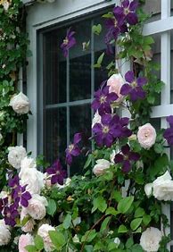 Image result for Clematis Garden