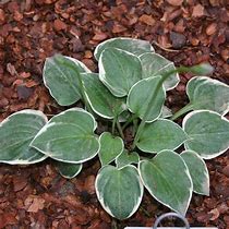 Image result for Hosta Country Mouse