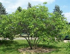 Image result for Ptelea trifoliata Aurea