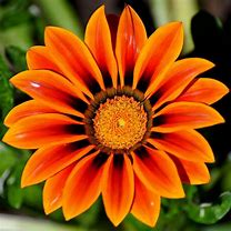 Image result for Beautiful Orange Neon Flowers