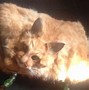 Image result for Stuffed Dead Cat