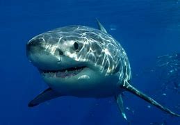Image result for South African Great White Shark