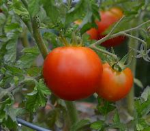 Image result for Patio Prize Tomatoes