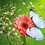 Image result for Butterfly Background Wallpaper