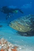 Image result for Largest Goliath Grouper Fish