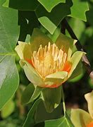 Image result for Tulip Tree Facts and Pictures