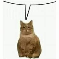Image result for Cat Waiting Meme