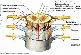 Image result for Dura Mater in Real Spinal Cord
