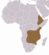 Image result for Black Mamba Location