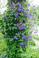 Image result for Carnival Clematis