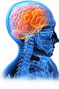 Image result for Blue and Read Brain