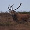 Image result for Exmoor Red Deer