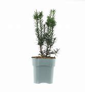 Image result for Taxus baccata Black Tower