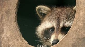 Image result for Funny Raccoon Pics