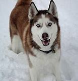Image result for Siberian Husky Sled Dog