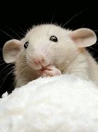 Image result for Cute Baby Rats