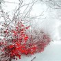 Image result for Winter Floral Wallpaper