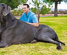 Image result for Biggest Dog Pictures