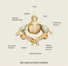 Image result for 2nd Cervical Vertebrae