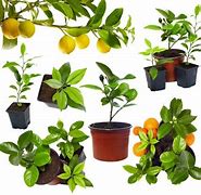 Image result for Growing Fruit Trees in Containers