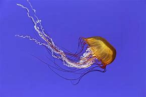 Image result for Pacific Sea Nettle Jellyfish