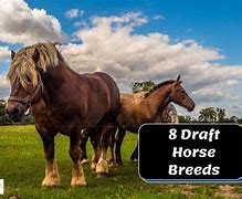 Image result for Rare Draft Horse Breeds