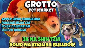 Image result for Most Beautiful Pet Market