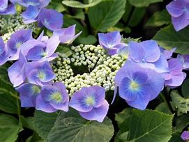 Image result for HYDRANGEA MACR. ZORRO