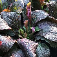 Image result for Salvia lyrata Purple Knockout