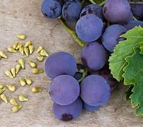 Image result for Grapes Seeds 4K