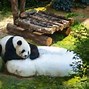 Image result for Zoo Negara Panda