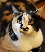 Image result for Unusual Calico Cats