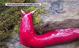 Image result for World's Biggest Slug
