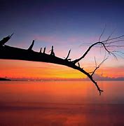 Image result for Sunset in Background Tree Branch in Foreground