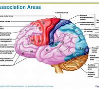 Image result for Association Areas