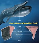 Image result for Blue Whale Baleen Plates