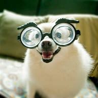 Image result for Chill Dog with Glasses
