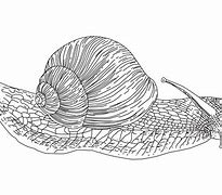 Image result for Cute Snail Clip Art