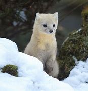 Image result for Rare Animals in Japan