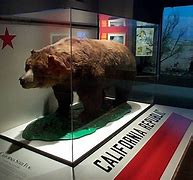 Image result for Largest California Bear