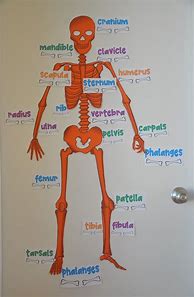 Image result for Printable Life-Size Organs