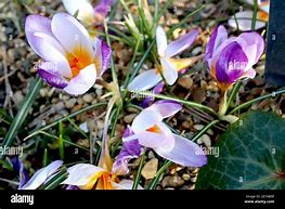 Crocus sieberi Hubert Edelsten に対する画像結果