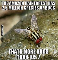 Image result for Cute Bug Meme