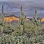 Image result for Desert Cactus Plants Arizona