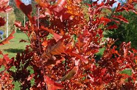 Image result for Quercus bimundorum Crimson Spire