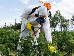 Image result for Pesticides Examples