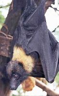 Image result for Samoan Fruit Bat