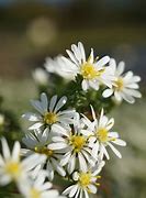 Image result for Aster ericoides (Prostrate Form) Snowflurry